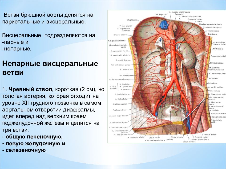 Чревный ствол анатомия схема