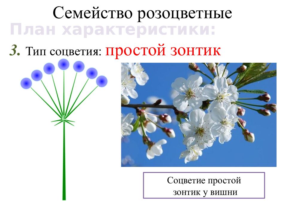 Тип соцветия розоцветных растений. Семейство Розоцветные зонтик соцветие. Розоцветные соцветие. Тип соцветия розоцветных. Соцветие розоцветных растений.