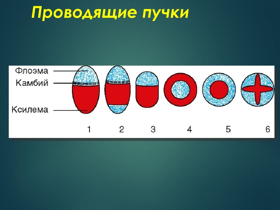 Типы проводящих. Проводящие пучки. Типы проводящих Пучков. Проводящие пучки растений. Проводящий пучок.