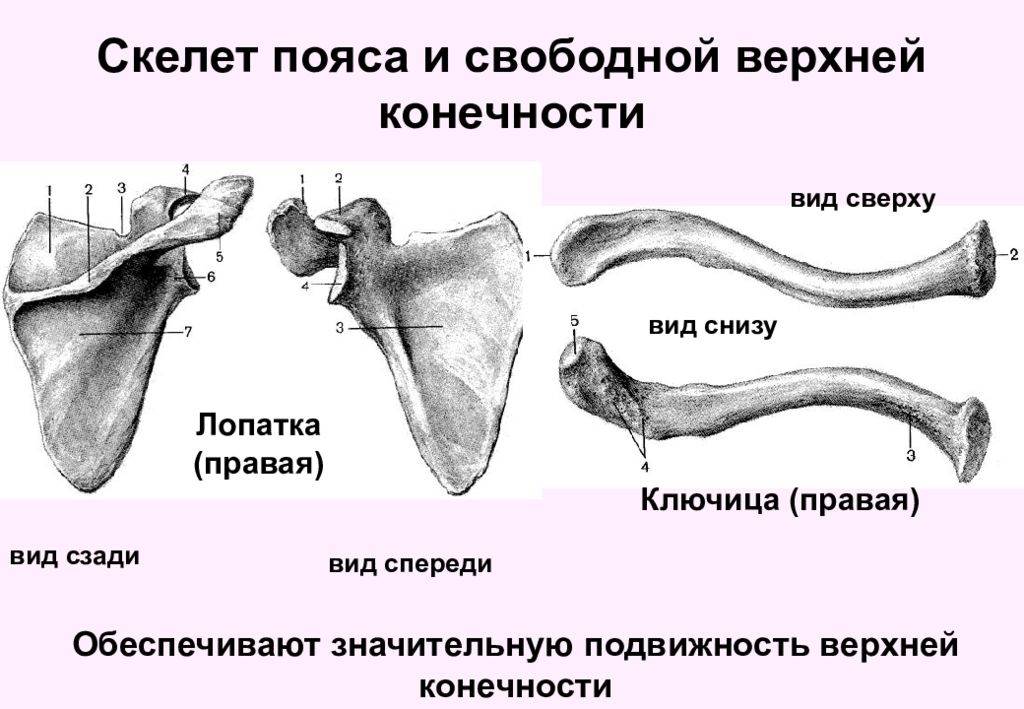 Скелет верхних конечностей лопатка. Лопатка и ключица анатомия строение. Скелет пояса верхней конечности ключица. Строение костей плечевого пояса ключица и лопатка. Пояс верхних конечностей ключица.