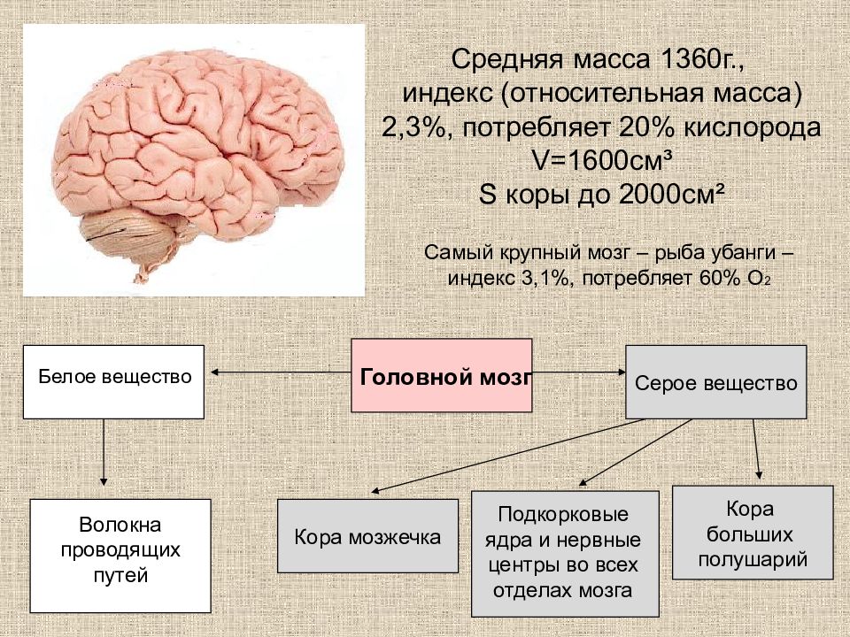 Значение нс. Значение НС человека. Трубчатая нервная система. Нервная система трубчатого типа. Какой Тип НС У человека.