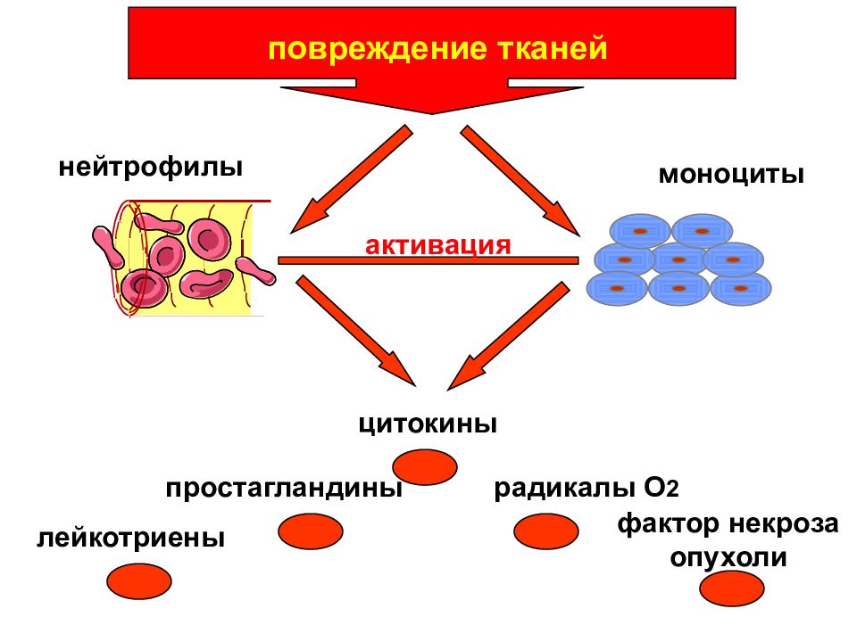 Фактор ткани. Простагландины и цитокины. Цитокины нейтрофилов. Повреждение тканей нейтрофилами.