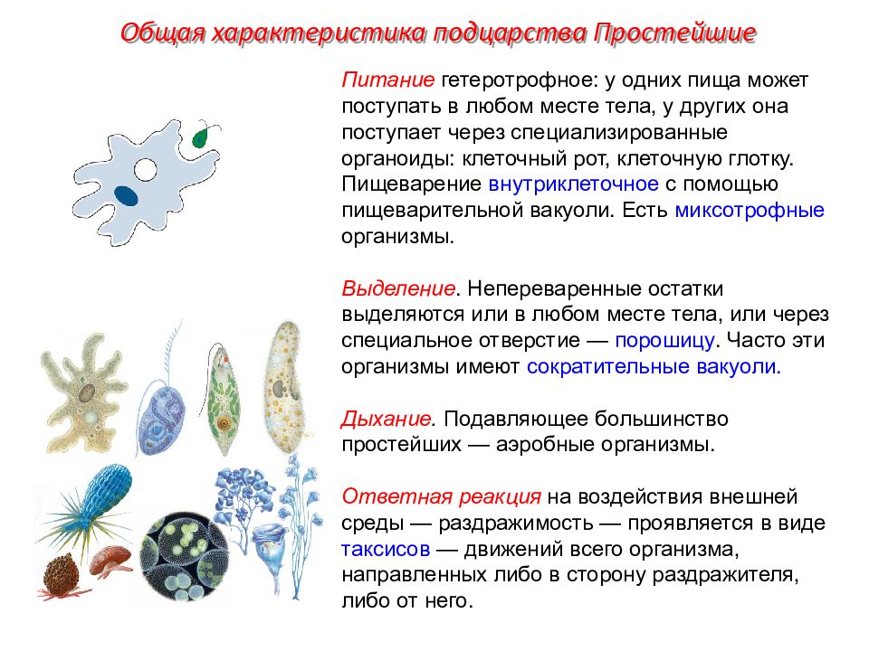 Назовите общие признаки простейших. Характеристика подцарства protozoa (простейшие). Охарактеризуйте Тип строения клетки простейших. Общая характеристика подцарства одноклеточные животные.. Характеристики простейших организмов 7 класс.