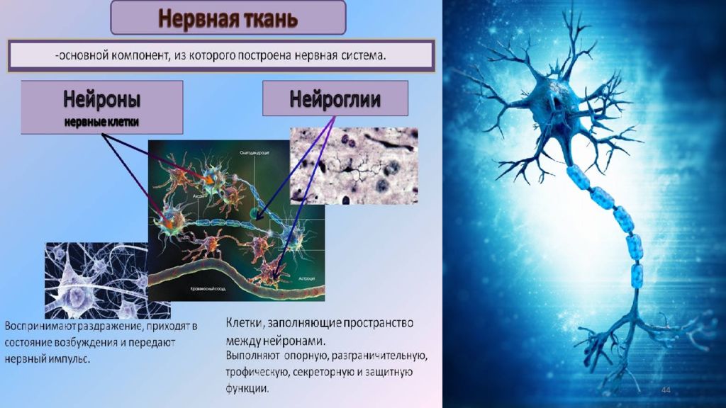 Основные функции нервной ткани в организме