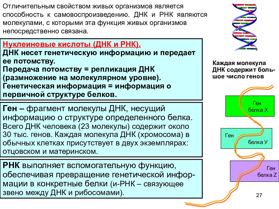 Рнк термины. Общая структура и свойства ДНК И РНК. Строение молекул ДНК И РНК. Репликация ДНК.. Дезоксирибонуклеиновая кислота свойства и строение.