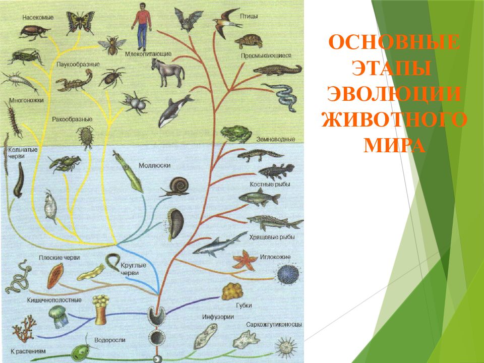 Презентация основные этапы эволюции органического мира на земле