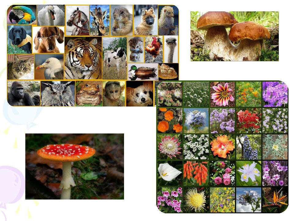 На какие царства разделяют в настоящее время все известные организмы?