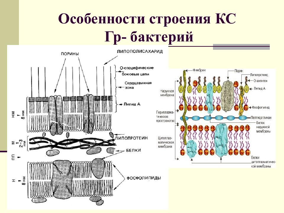 Клеточная стенка и мембрана бактерий. Грамположительные и грамотрицательные клеточная стенка. Клеточная стенка гр+. Клеточная стенка гр +. Бактериальная клеточная стенка.