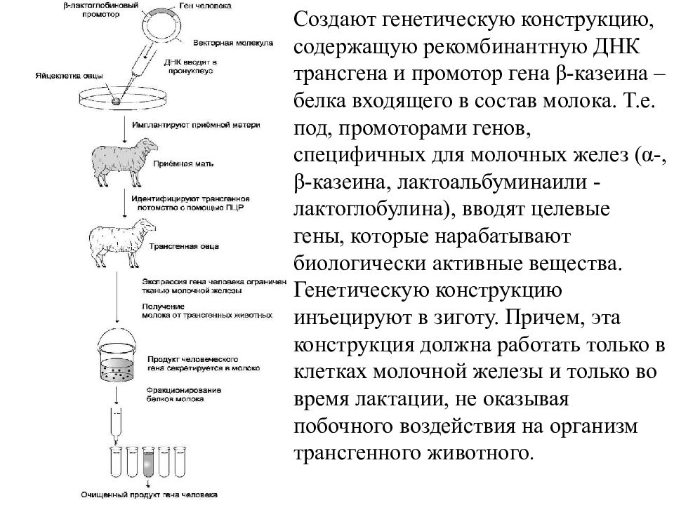 Конструкция содержит. Генетическая конструкция. Конструкция генетика,. Создание генных конструкций. Генетическая конструкция контроль.