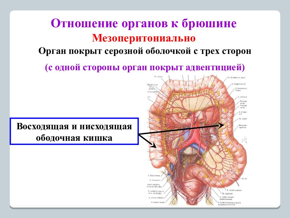 Отношение органов. Сигмовидная кишка отношение к брюшине. Отношение органов к брюшине. Ободочная кишка отношение к брюшине. Органы по отношению к брюшине таблица.