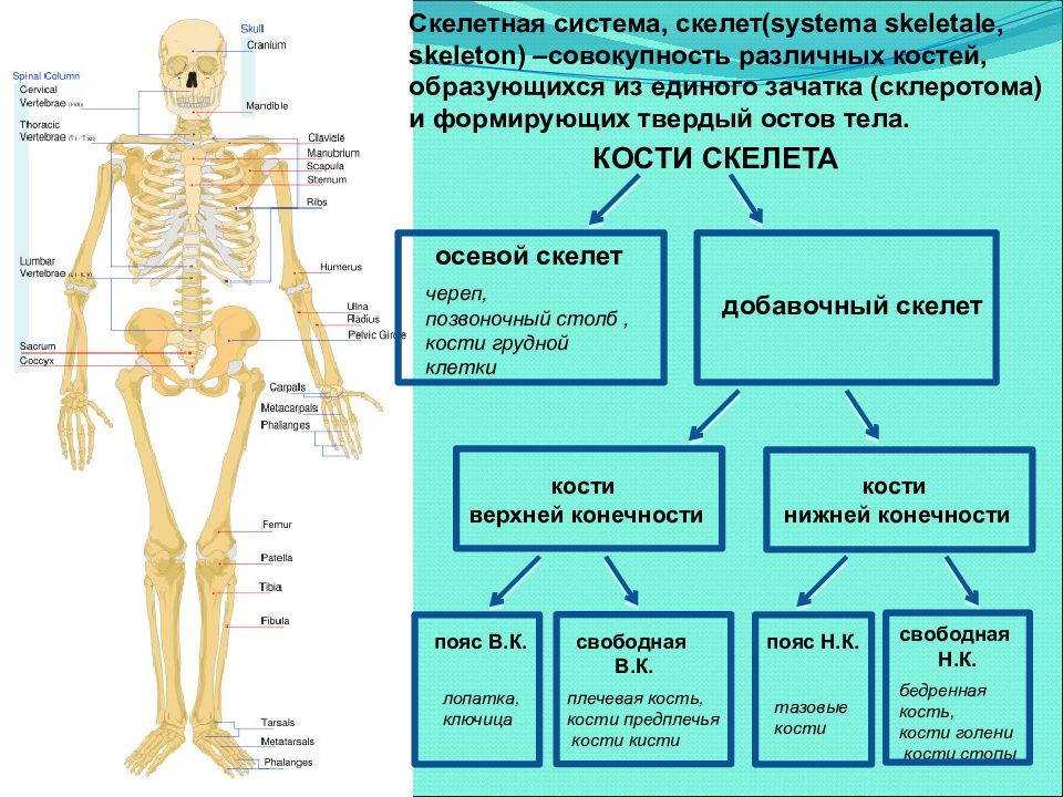 Схема костей человека