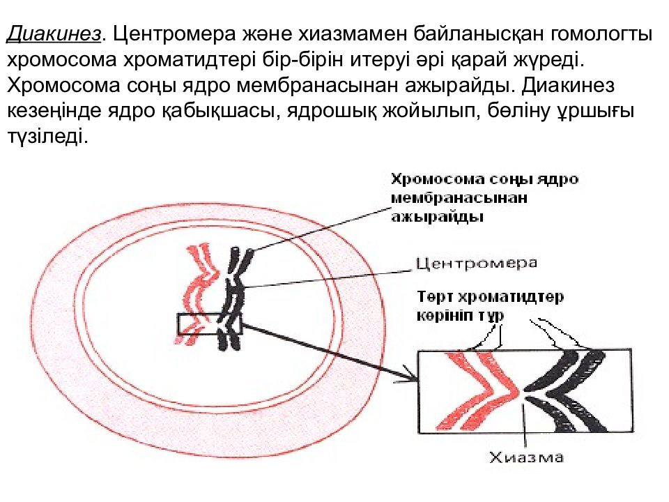 Точечная центромера. Пиросфера центромера. Молекулярное строение центромеры.