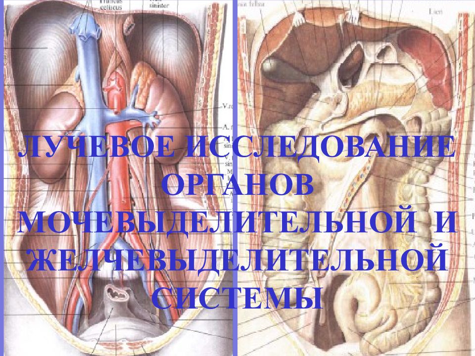 ЛУЧЕВОЕ ИССЛЕДОВАНИЕ ОРГАНОВ МОЧЕВЫДЕЛИТЕЛЬНОЙ И ЖЕЛЧЕВЫДЕЛИТЕЛЬНОЙ СИСТЕМЫ