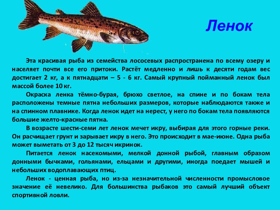 Сообщение про класс рыб. Ленок рыба. Ленок описание рыбы. Ленок краткое описание. Сообщение об одном из видов рыб.