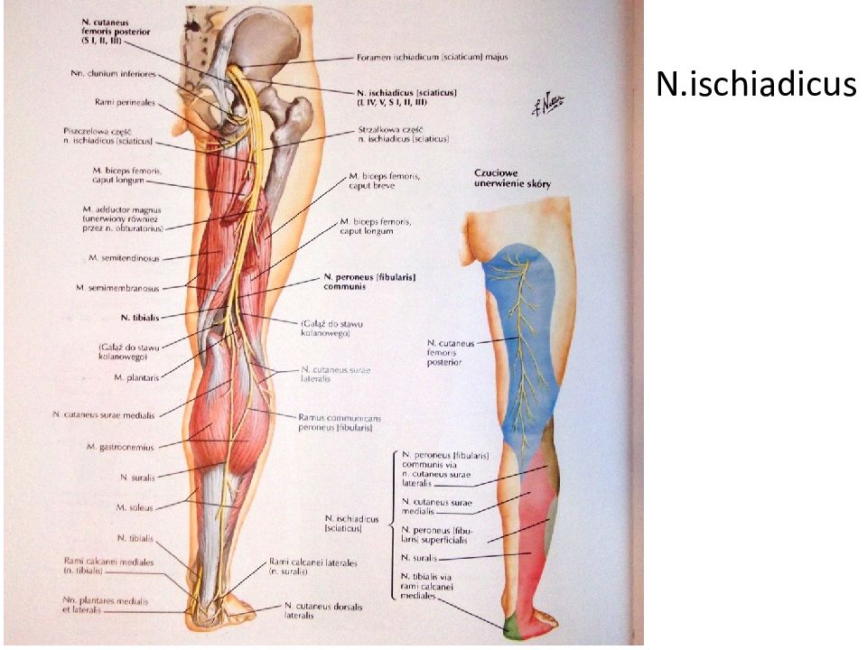 Схема нервов нижних конечностей человека