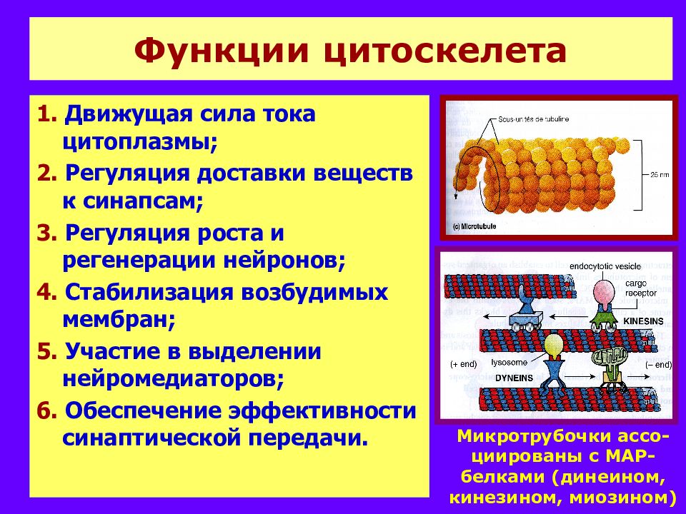 Цитоскелет функции. Функции цитоскелета. Функции цитоскелелета. Цитоскелет функции органоида. Функции цитоскелета в клетке.