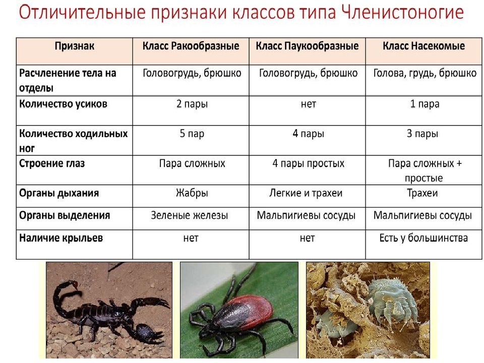 Тип насекомых ракообразных. Членистоногие общая характеристика 7. Характеристика основных классов членистоногих. Отряды членистоногих насекомых. Тип Членистоногие общая характеристика кратко.