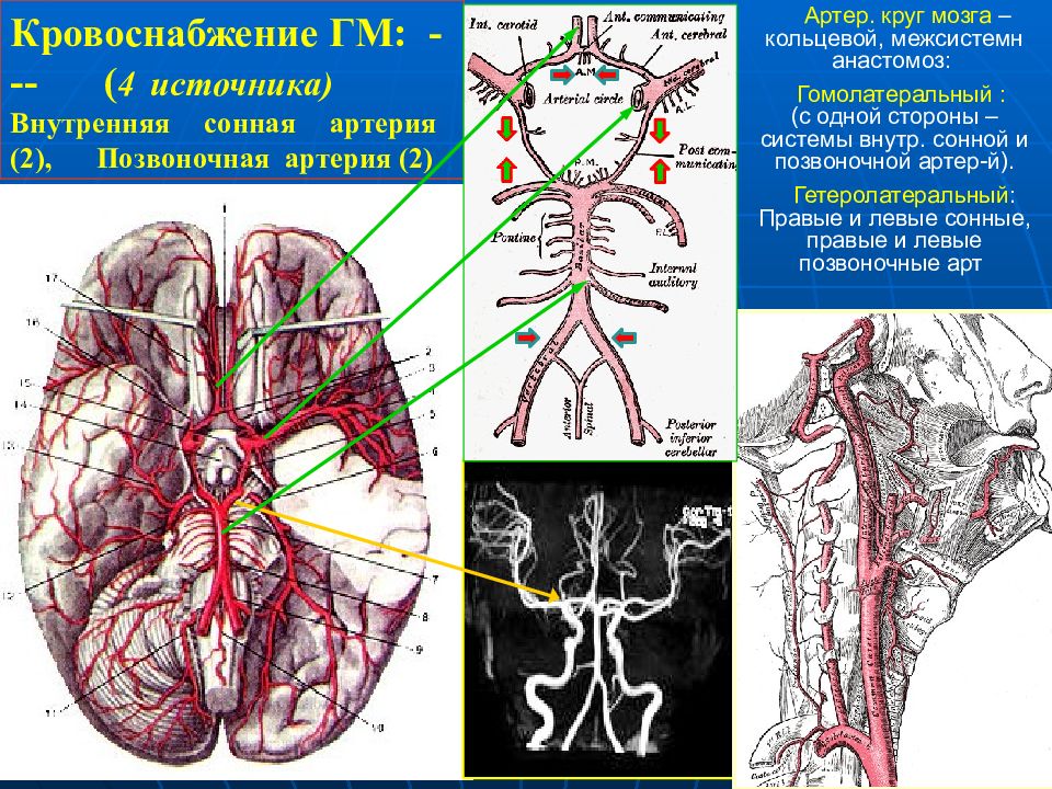 Кровоснабжение органов. Кровоснабжение ГМ. Анастомозы артерий головы и шеи. Артерии шеи и головы области кровоснабжения.