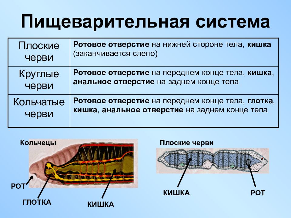 Пищеварение червей. Пищеварительная система червей 7 класс. Органы пищеварительной системы плоских червей таблица. Пищеварительная система круглых червей 7 класс. Пищеварительная система плоских червей таблица 7.