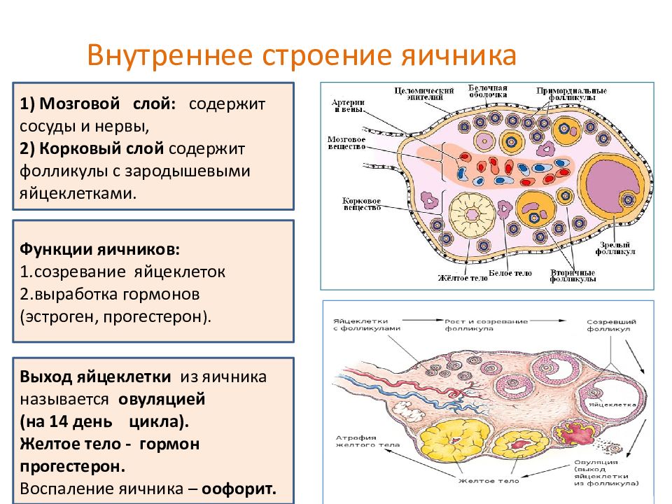 2 в яичниках образуются. Строение и функции яичников. Яичники строение и функции. Анатомическое строение яичников. Внутреннее строение яичника анатомия.