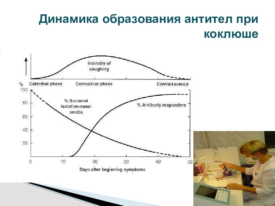 Динамика образование. Динамика образования антител. Динамика антител при коклюше. Динамика образования антител индуктивная и продуктивная фазы. Коклюш восприимчивость.