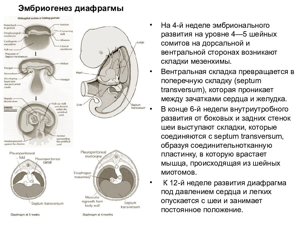 Эмбриогенез дыхательной системы презентация