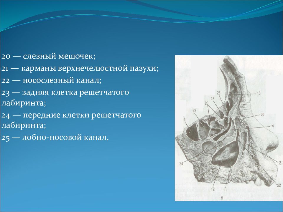 Решетчатый лабиринт. Решетчатый Лабиринт носа анатомия. Пазухи носа решетчатый Лабиринт. Решетчатая пазуха носа анатомия. Стенки решетчатого Лабиринта.