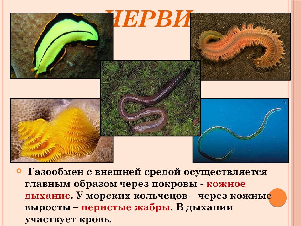 От каких животных произошли кольчатые черви моллюски. Газообмен кольчатых червей. Морские плоские черви. Органы дыхания и газообмен у червей. Газообмен плоских червей.