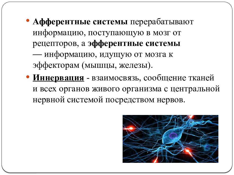 Эфферентная иннервация презентация