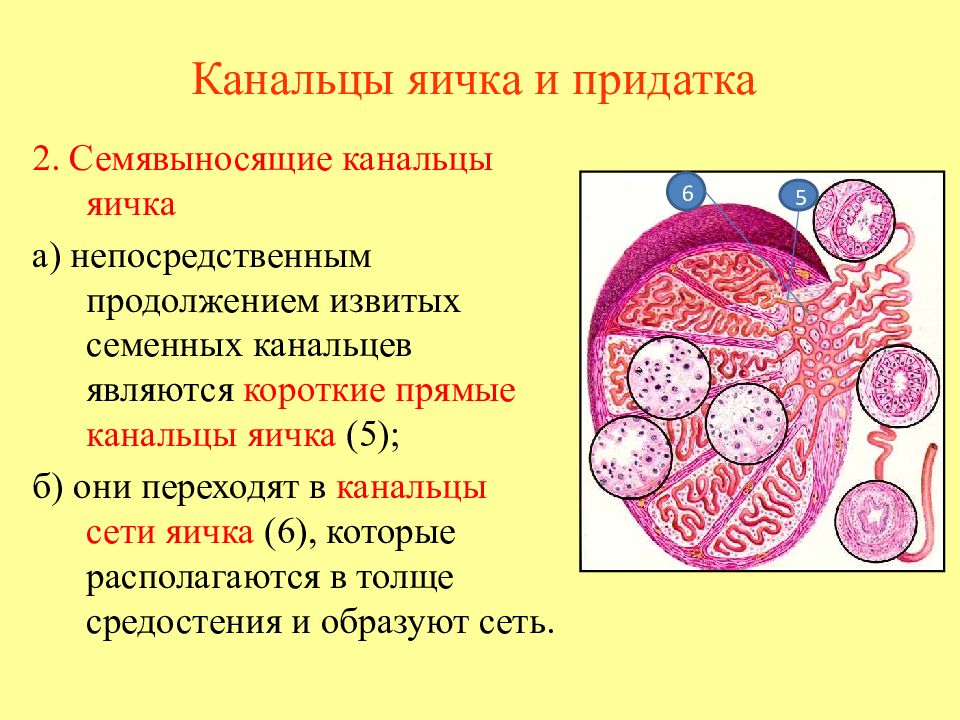 Семенники какая система. Извитые семенные канальцы гистология. Яичко извитые семенные канальцы гистология. Прямые и извитые канальцы семенника. Извитые канальцы семенника эпителий.