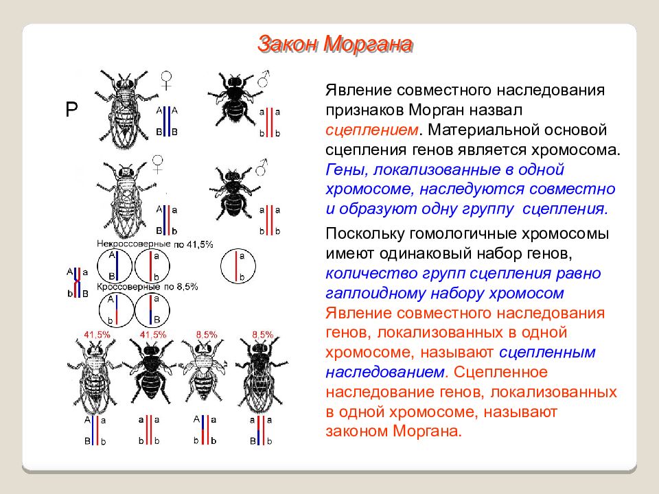 Разные наследственные формы мухи дрозофилы картинки