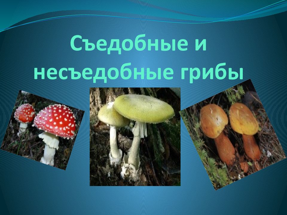 Проект съедобные грибы