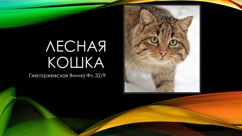 Лесная кошка
