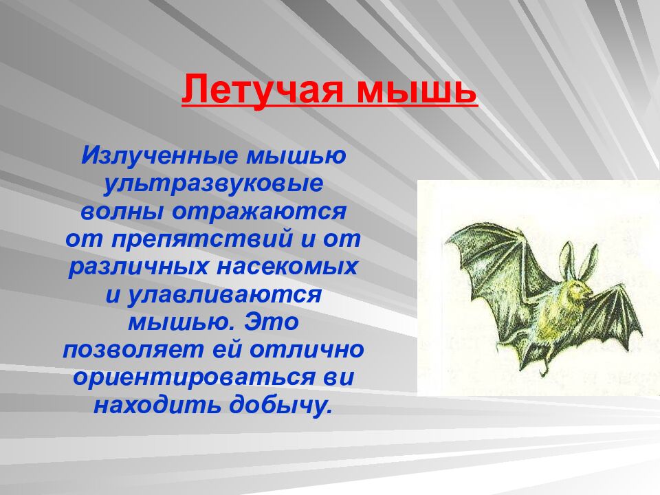 Летучая мышь