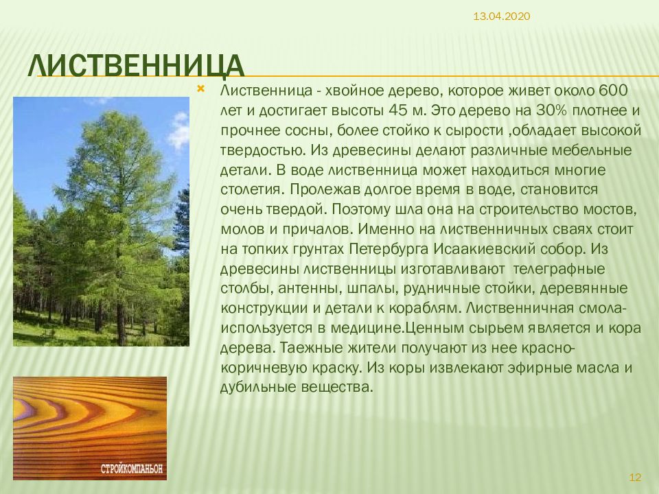 Самой холодостойкой хвойной породой является. Лиственница дерево описание. Лиственница доклад. Доклад на тему лиственница. Лиственница высота дерева.