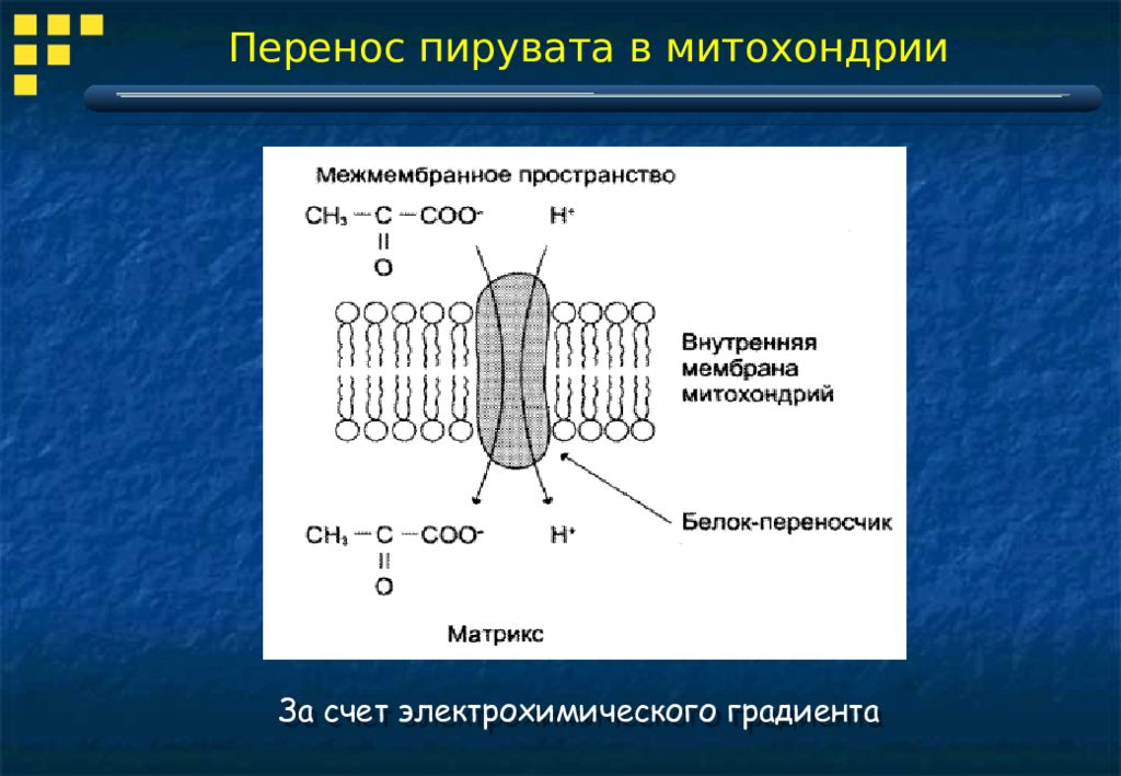 Белок митохондрии. Перенос пирувата в митохондрии. Электрохимический градиент мембраны. Электрохимический протонный градиент. Митохондрия электрохимического потенциала мембрана.