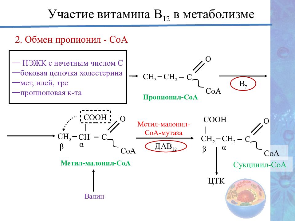 Витамины презентация биохимия