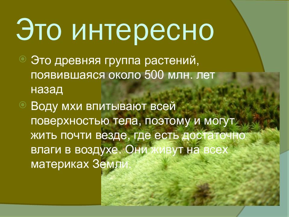 Презентация водоросли мхи папоротники. Мхи и папоротники. Сфагнум поглощает воду. Как мхи поглощают воду.