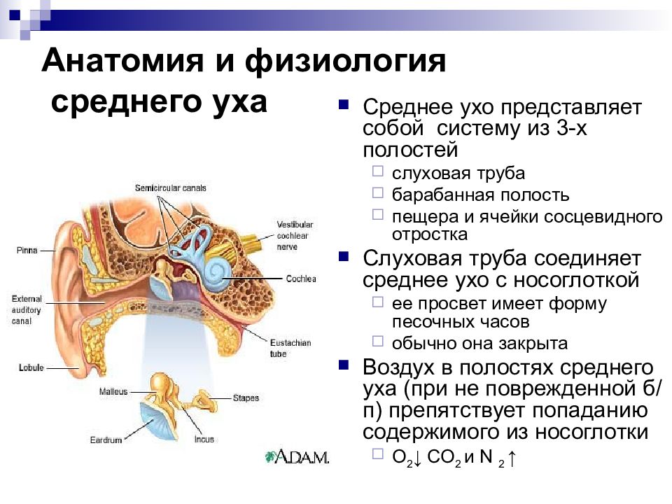 Особенности строения слуховой трубы какую функцию выполняет. Анатомическое строение среднего уха. Слуховая труба среднего уха анатомия. Строение наружного уха кратко. Строение и физиология органа слуха.