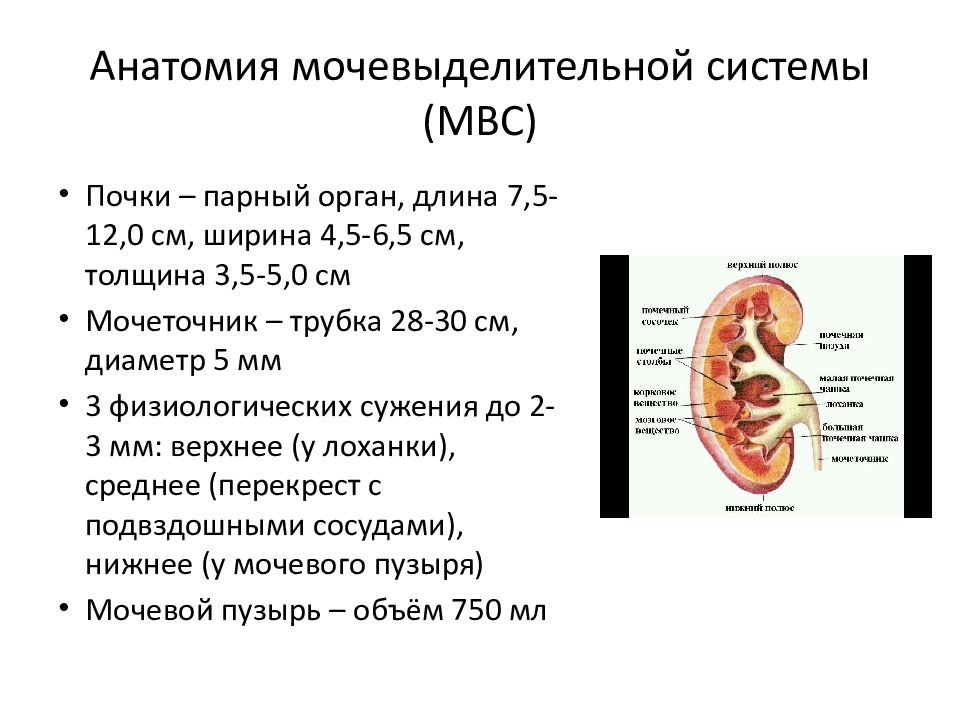 Физиология мочевыделительной системы презентация