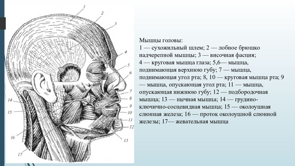 Сухожильный шлем. Мышцы сухожильный шлем головы. Мышцы головы схема. Лобное брюшко надчерепной мышцы. Мышцы и фасции головы, расположение и функции..