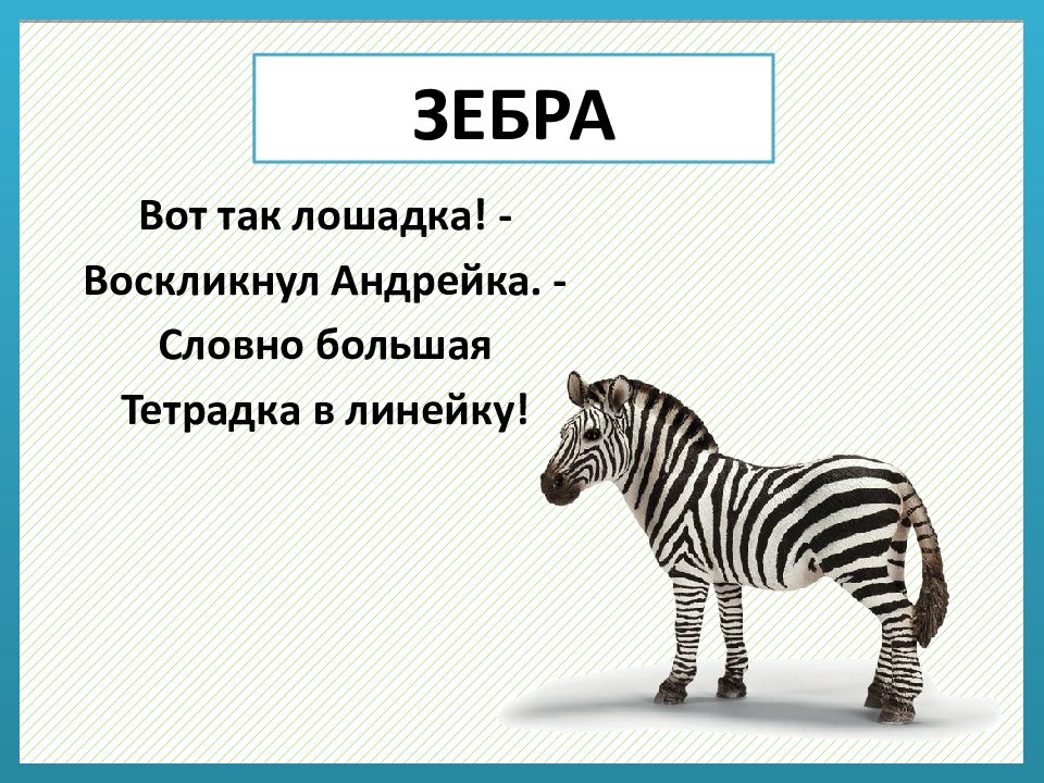 Загадка про зебру. Загадка про зебру 1 класс. Загадка про зебру для детей 6-7 лет. Загадки о животных.