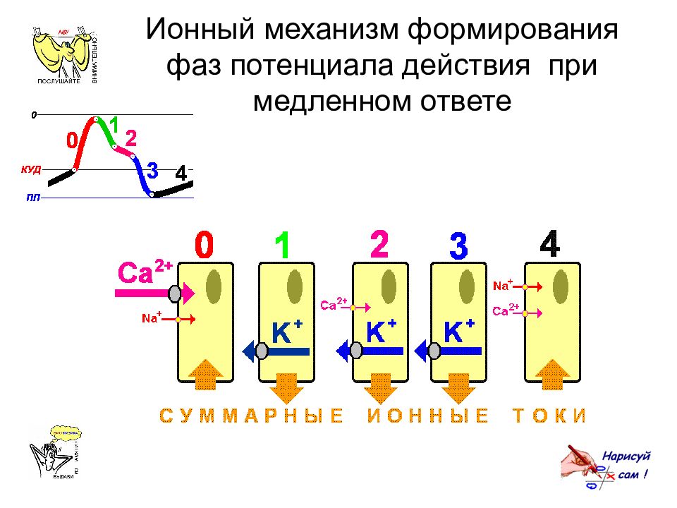 Ионный механизм. Ионные механизмы формирования Пд. Ионный механизм развития потенциала действия. Фазы и ионные механизмы потенциала действия. Потенциал действия его фазы ионные механизмы.