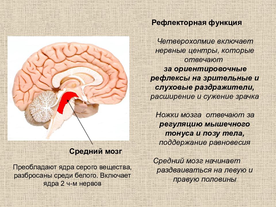 Центры ориентировочных рефлексов человека находятся в. Зрительные и слуховые ориентировочные рефлексы. Рефлекторная функция головного мозга.