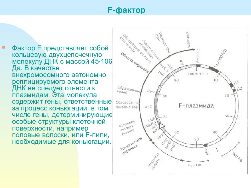 Фактор представляет собой. Факторы плазмид f. Строение f плазмиды. F-плазмиды фертильности. F плазмида её функция.