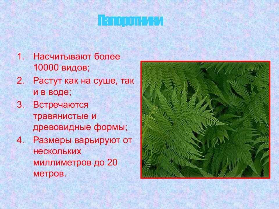 Значение папоротников в природе 7 класс биология