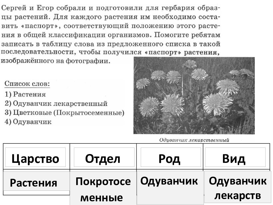 В предложенном перечне растений. Растения ВПР. ВПР по биологии 6 класс царство. Задания ВПР на систематику растений по биологии. Ромашка классификация по биологии.