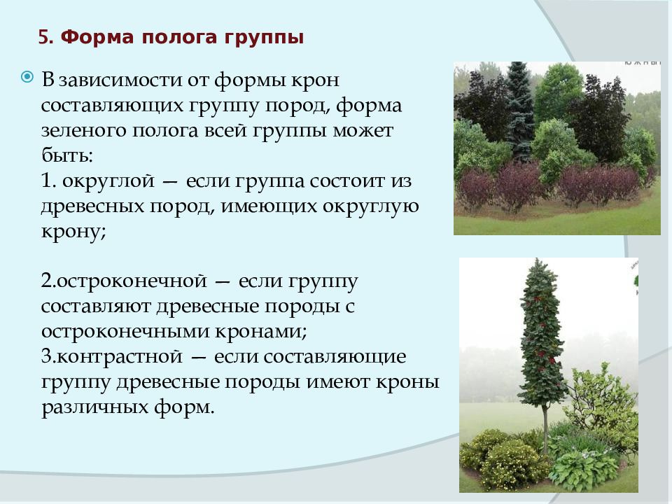 Древесно кустарниковая растительность собственность. Категория древесно-кустарниковой растительности. Семена древесных и кустарниковых пород презентация. Формы собственности на древесно-кустарниковую растительность. Древесно кустарниковая группа симс.