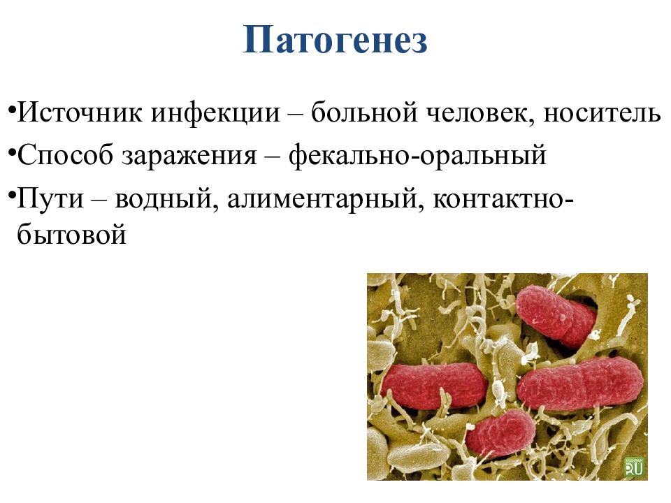 Этиология кишечных инфекций