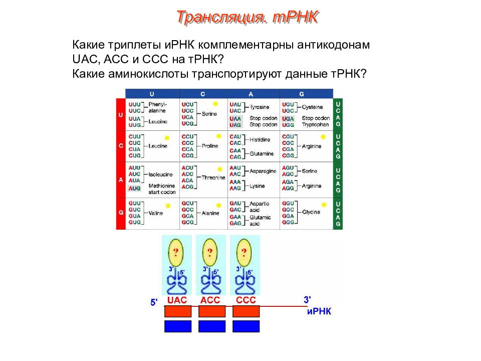 Какой триплет трнк. Кодон триплет информационной РНК. Триплет ТРНК. Антикодоны ТРНК комплементарны триплетам. Трапсляция ТРНК трипоеты.